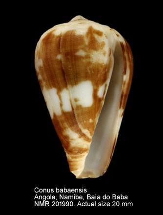 Conus babaensis.jpg - Conus babaensis Rolán & Röckel,2001
